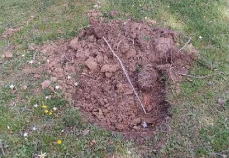 Θεσσαλονίκη: Κατέστρεψαν τα δέντρα που φύτεψαν Ουκρανοί πρόσφυγες