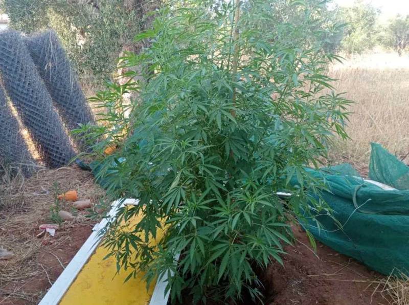 Σύλληψη 42χρονου Ρομά στην Ανάληψη με ένα δενδρύλλιο χασίς