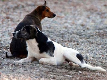 Δηλητηρίασαν σκυλιά στους δρόμους των Φιλιατρών