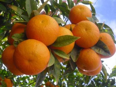 Επιβλαβής οργανισμός καραντίνας Bactrocera zonata στη Λακωνία