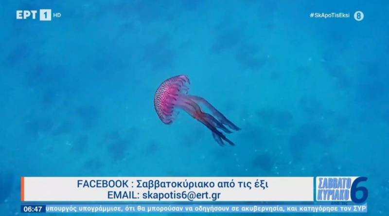 Μωβ μέδουσες: Σε ποιες παραλίες έχουν κάνει ήδη την εμφάνισή τους (Βίντεο)