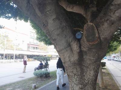 Σκουπίδια ακόμη και στο δέντρο...