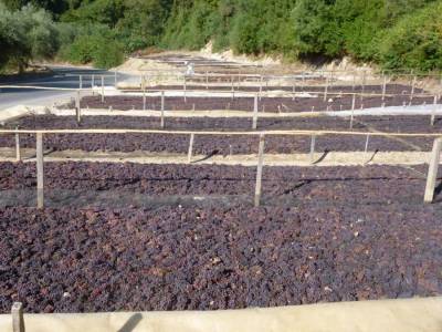 Ενωση Μεσσηνίας: 90 λεπτά η μακιναρισμένη σταφίδα, 84 λεπτά η αμακινάριστη