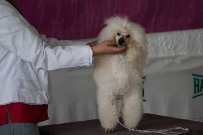 Εκθεση Μορφολογίας Σκύλων το Σαββατοκύριακο στην Καλαμάτα (βίντεο)