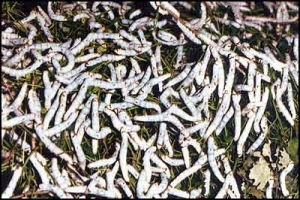 ερώτηση Πετράκου για την παραγωγή και την επεξεργασία του μεταξιού