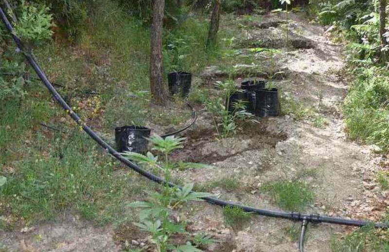 Μεσσηνία: Σύλληψη 57χρονου για 202 δενδρύλλια και 2,7 κιλά χασίς (φωτογραφίες)