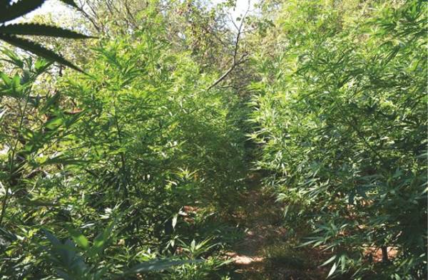 Μεσσηνία: Με κλεμμένο νερό από το Αλικοντούζι πότιζαν τα 144 χασισόδεντρα