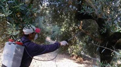 Μεσσηνία: Το πρόγραμμα της δακοκτονίας για την Τετάρτη 12/7
