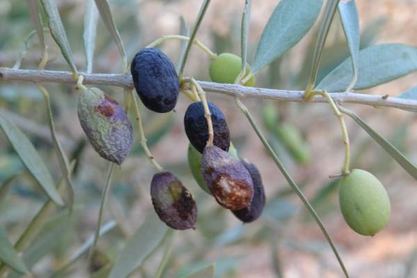Απάντηση για τη δακοκτονία σε Καλαμάτα και Δυτική Μάνη