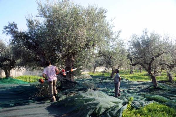 3,70 ευρώ το κιλό η τιμή του ελαιόλαδου
