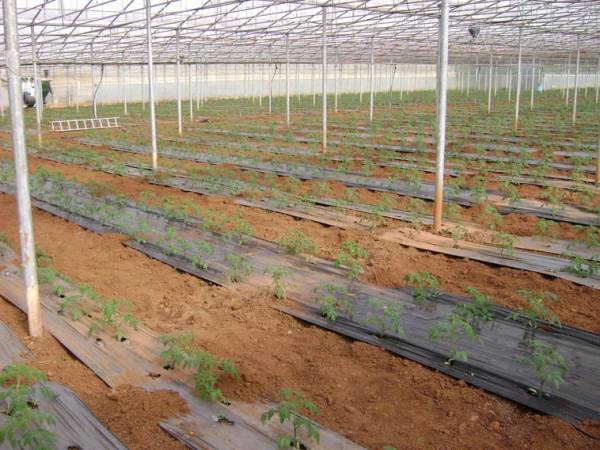 Ρουμάνοι "μπούκαραν" σε θερμοκήπιο στο Λαγκούβαρδο