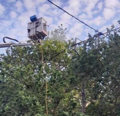 Ψεκασμός πλατάνων στο Δήμο Τριφυλίας