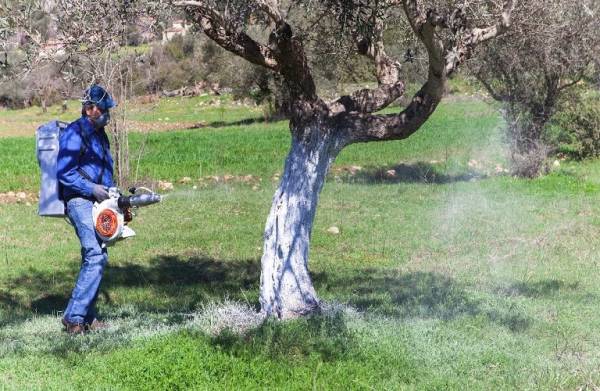 Μεσσηνία: Το πρόγραμμα δακοκτονίας για την Τρίτη 6/9